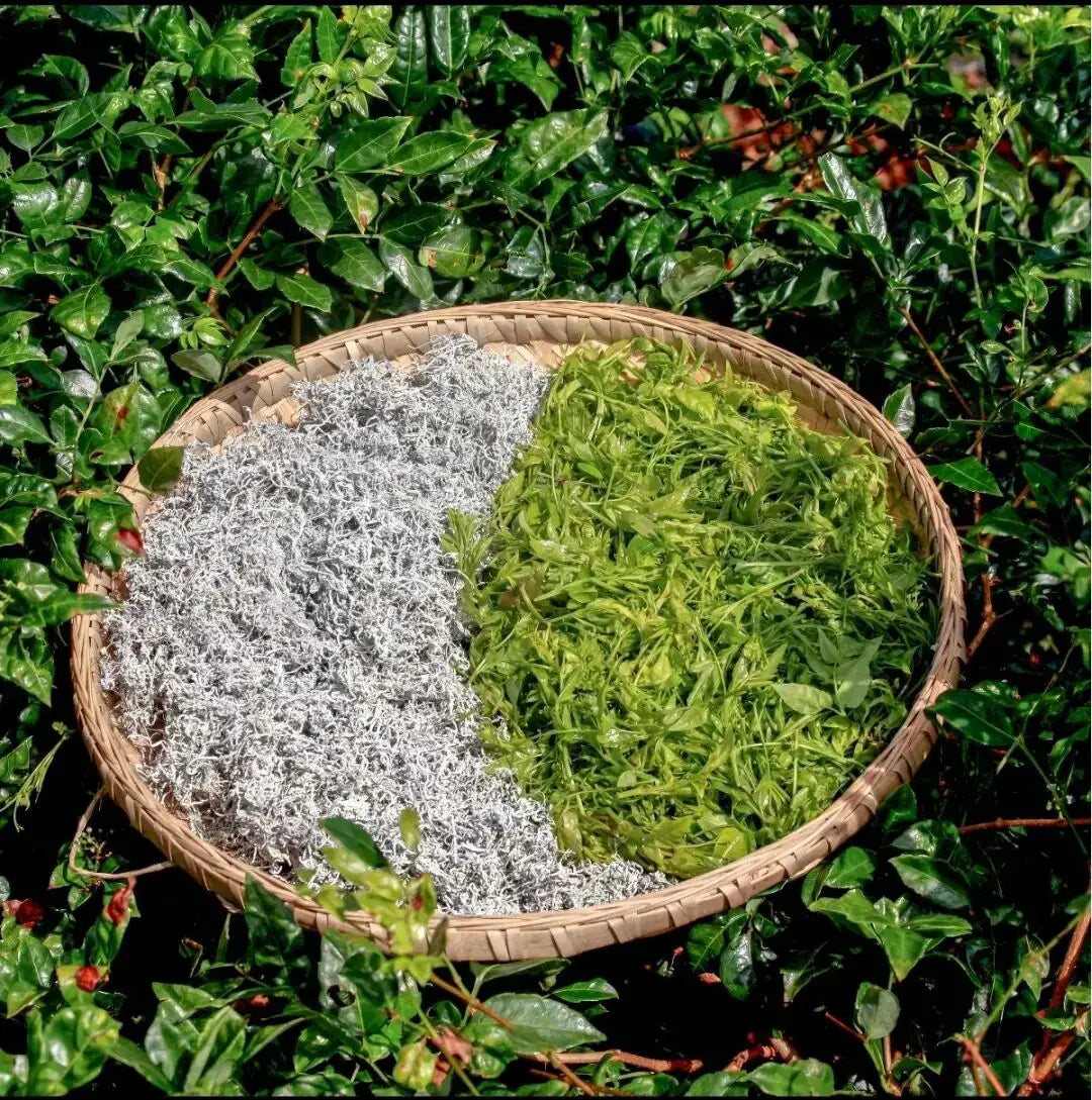 Organic Enshi Vine Tea